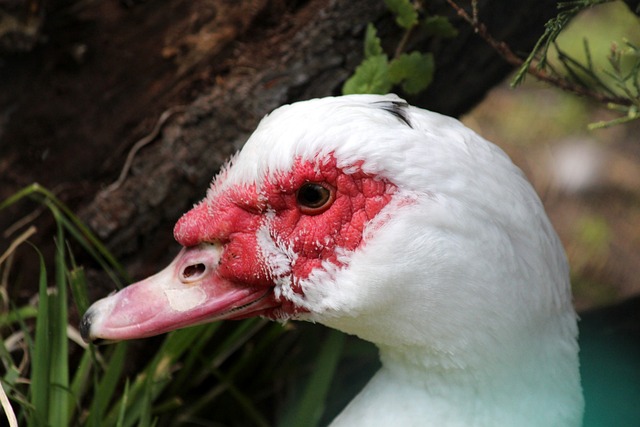 更渗透到球 更渗透到球