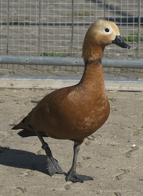 容深度